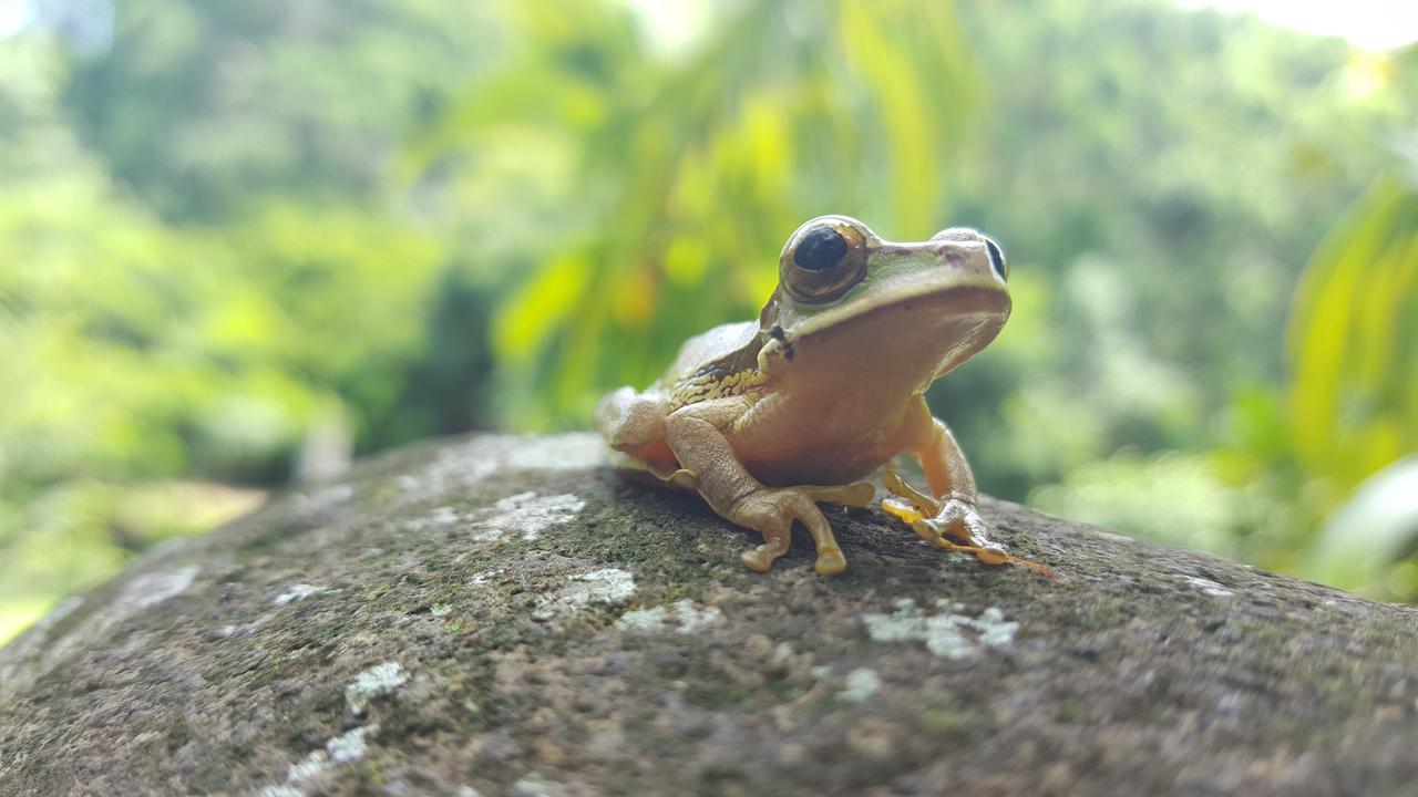 Mirador Prendas Sarapiquí المظهر الخارجي الصورة